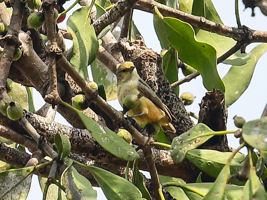 African Penduline-Tit - ML642050204