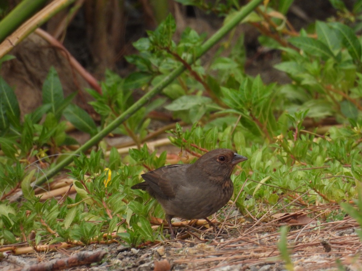 California Towhee - ML642050205