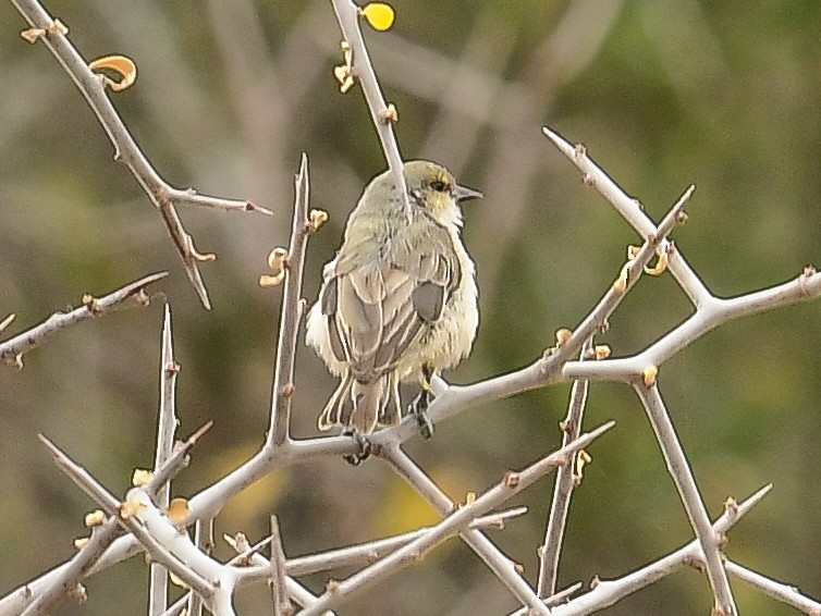 Mouse-colored Penduline-Tit - ML642050216