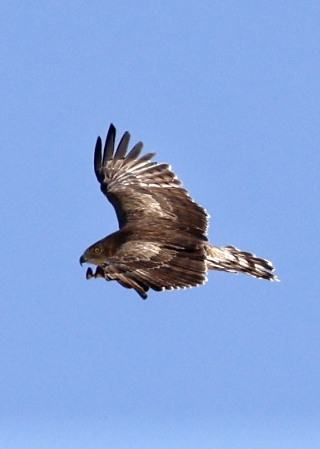 orlík krátkoprstý - ML642050224