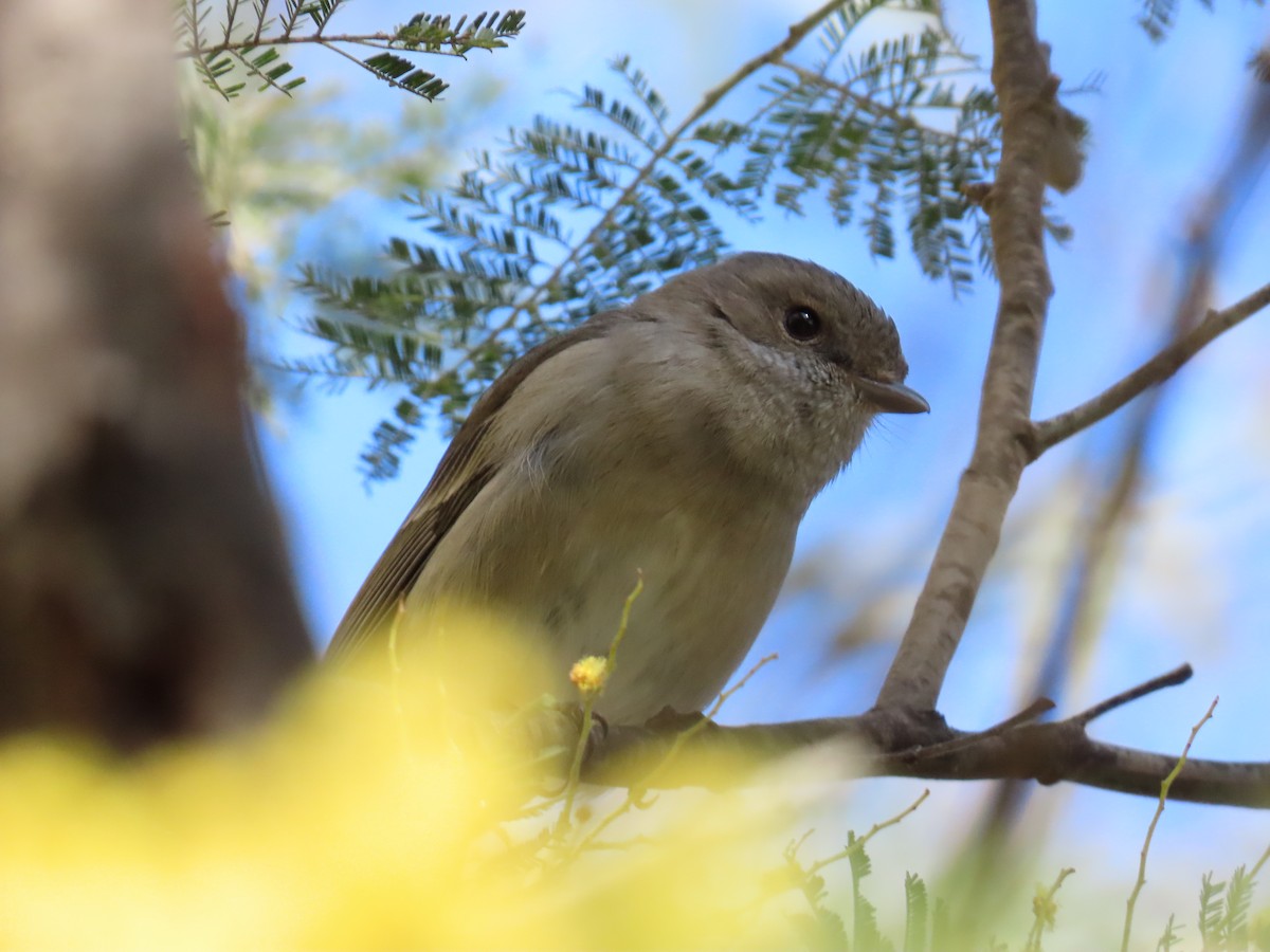 Golden Whistler - ML642050239