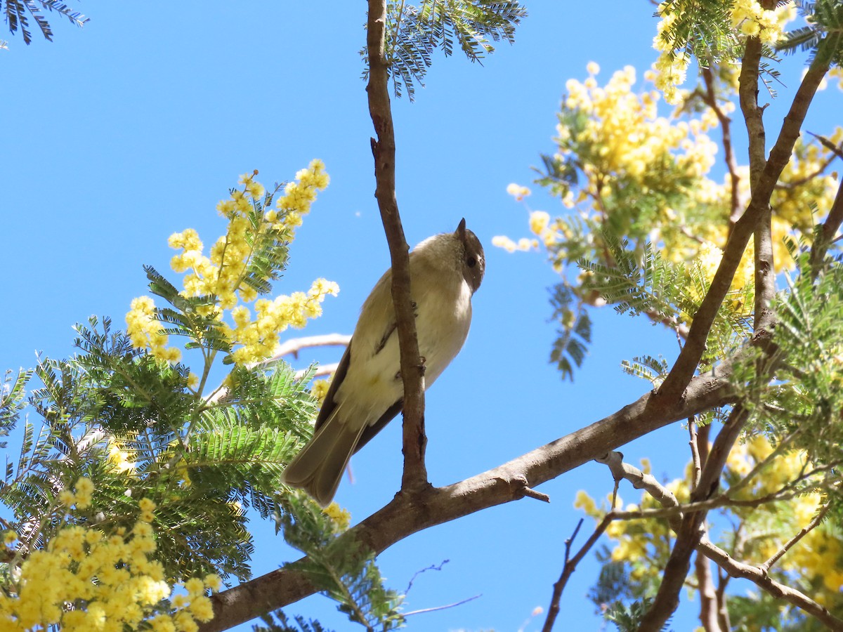 Golden Whistler - ML642050240