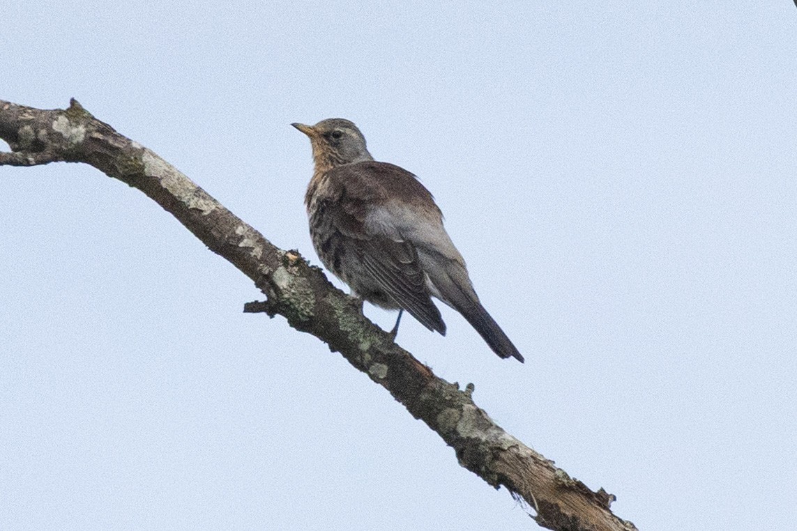 Fieldfare - ML642050246