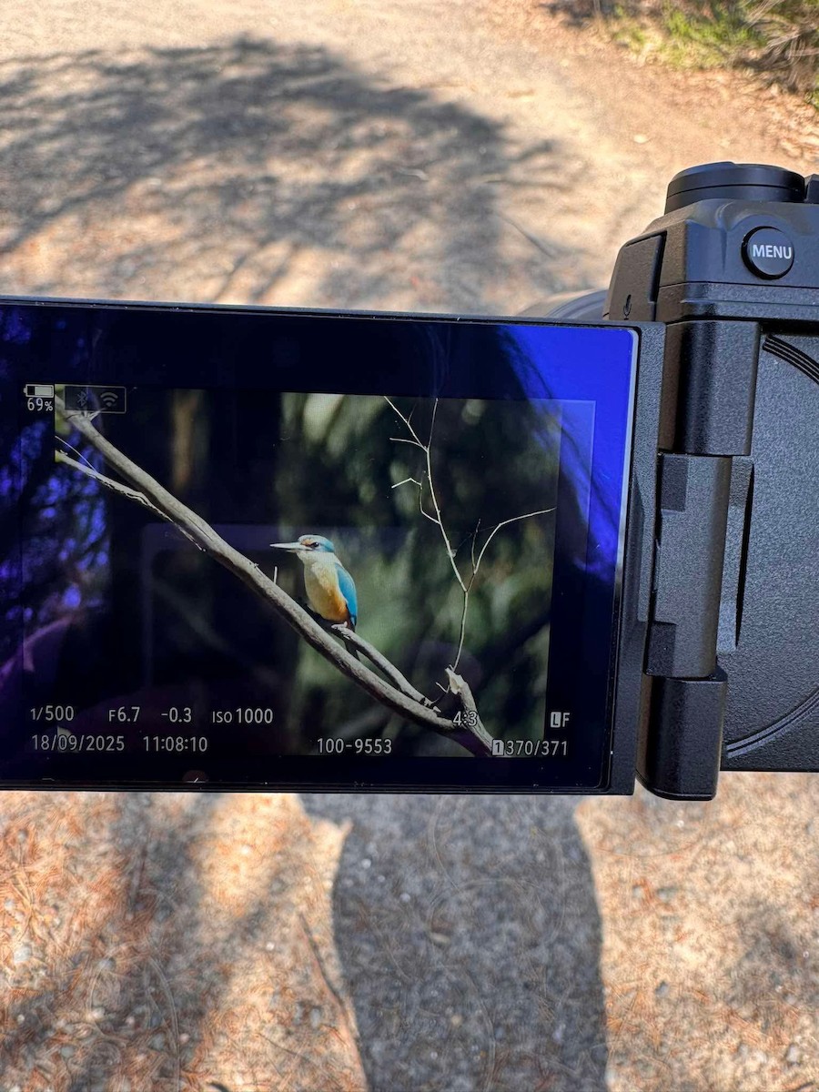 Sacred Kingfisher - ML642050247