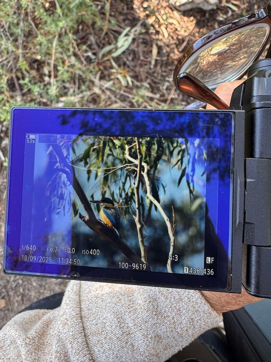Sacred Kingfisher - ML642050248