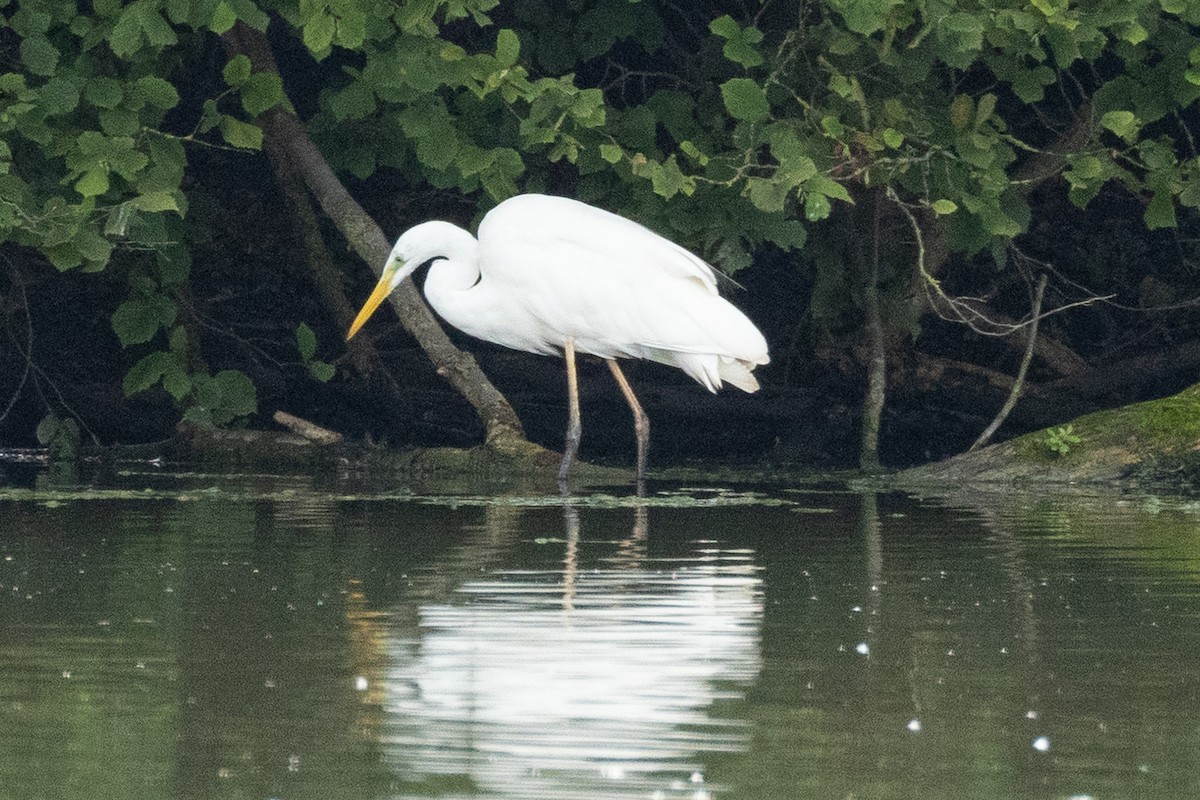 Great Egret - ML642050250