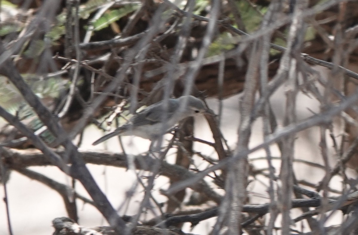 Bell's Vireo (Arizona) - ML642050251