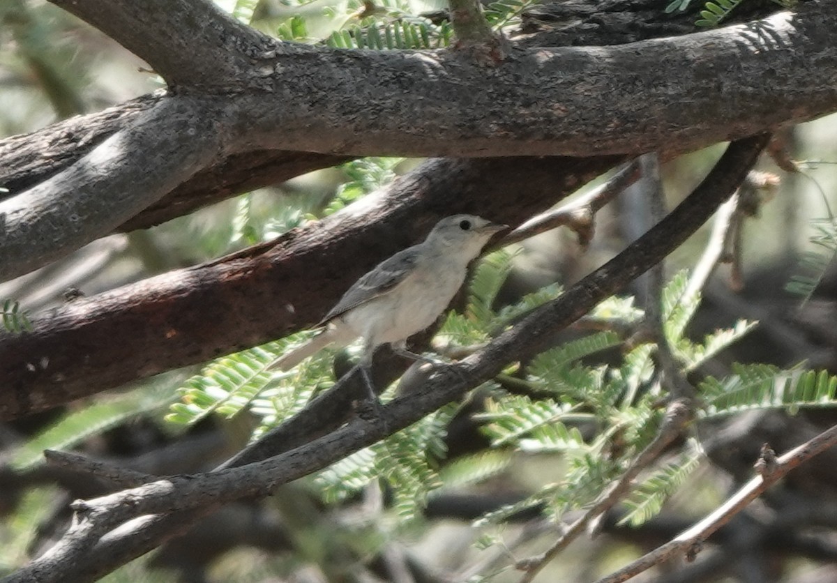 Bell's Vireo (Arizona) - ML642050252