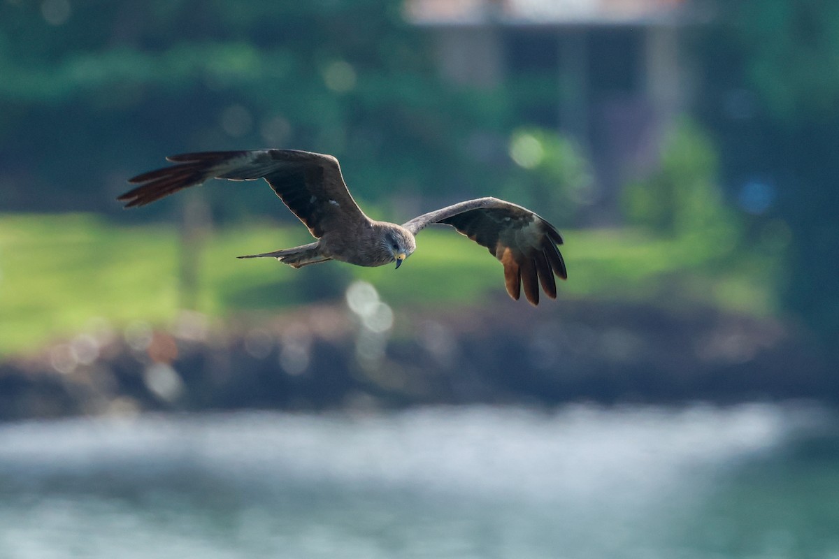 Black Kite - ML642050253