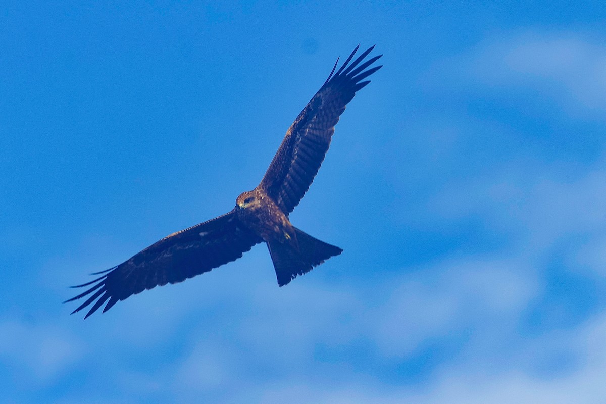 Black Kite - ML642050254
