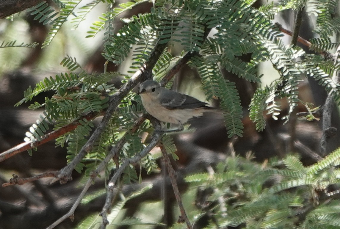 Bell's Vireo (Arizona) - ML642050255