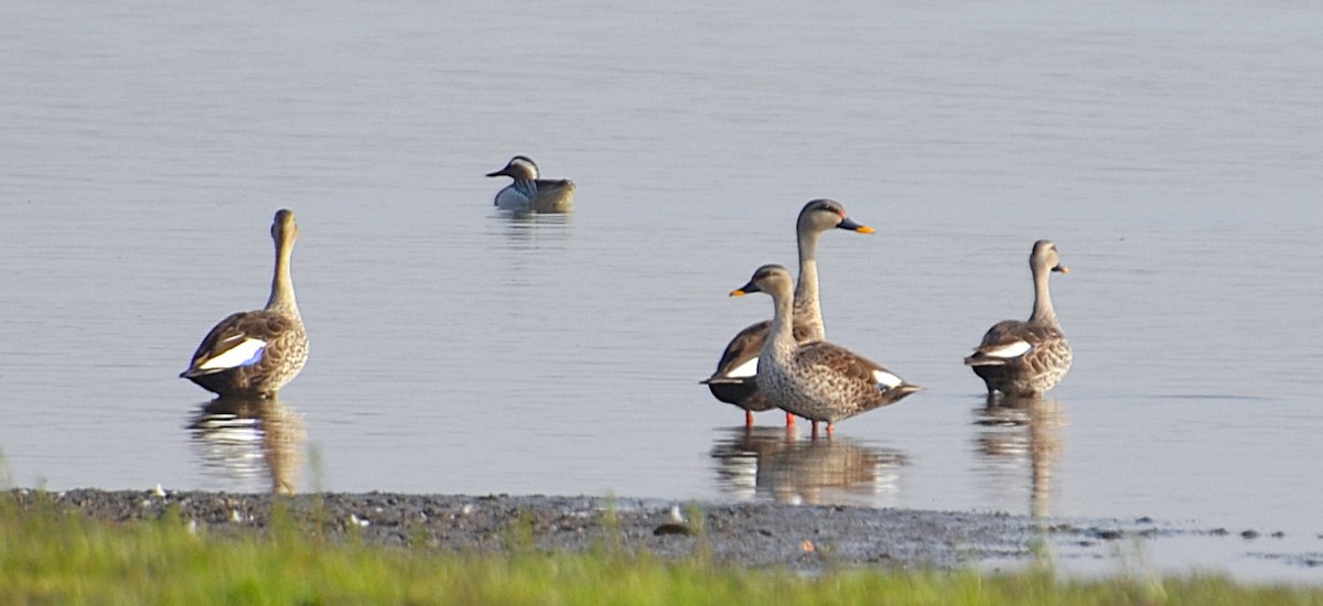 Indian Spot-billed Duck - ML642050257
