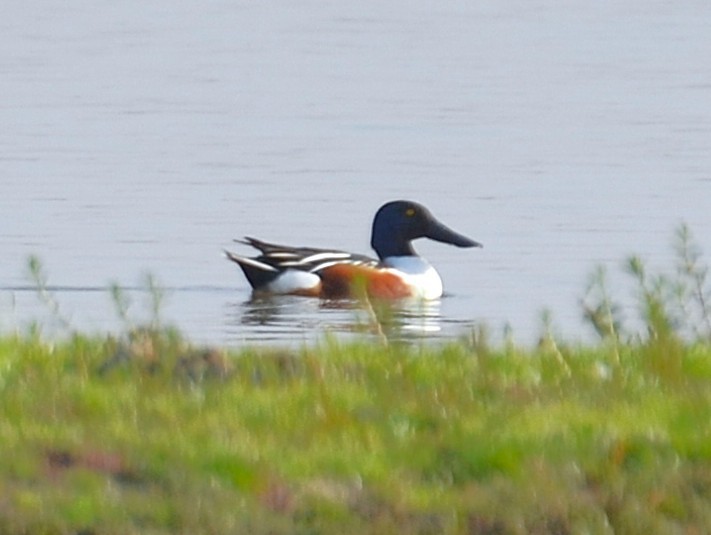 Northern Shoveler - ML642050258