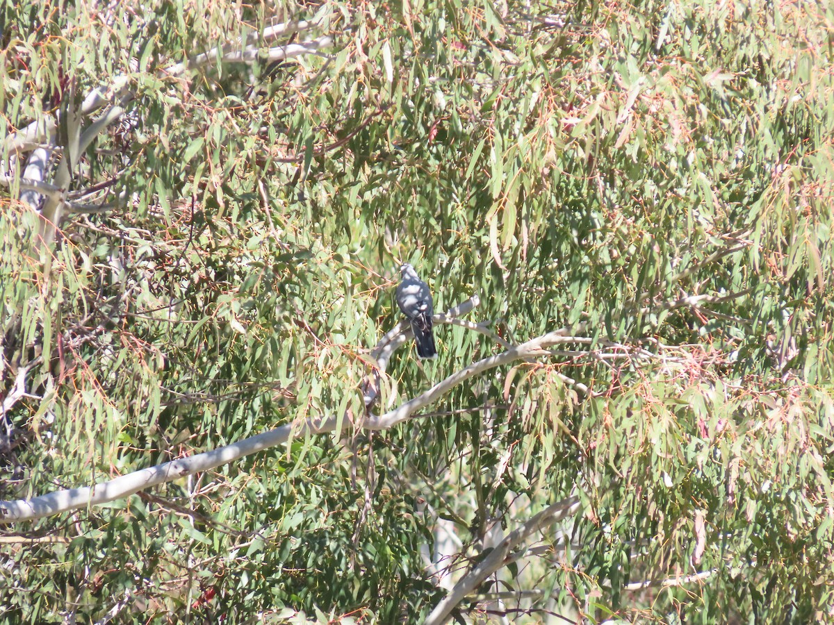 Black-faced Cuckooshrike - ML642050259