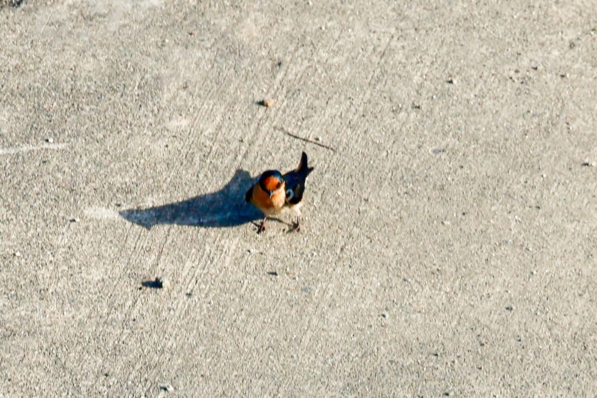 Pacific Swallow - ML642050263