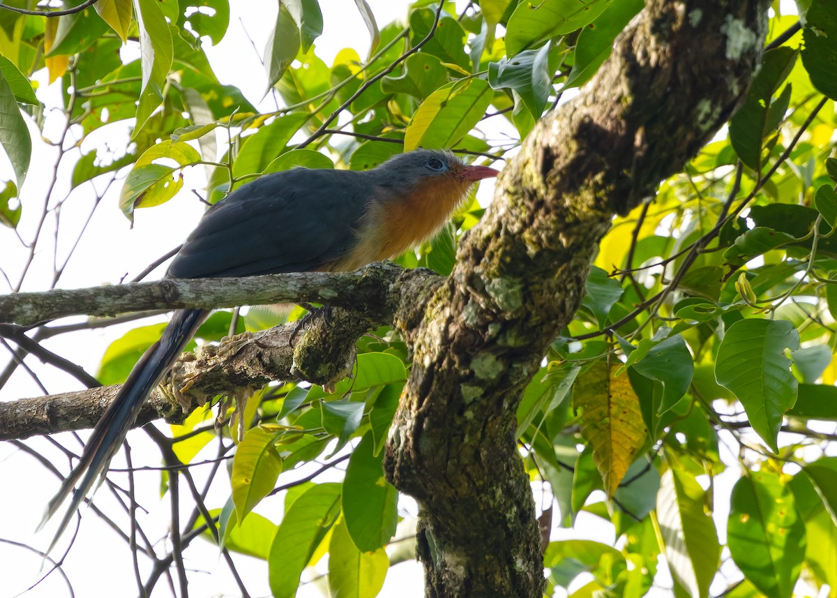 Red-billed Malkoha - ML642050270