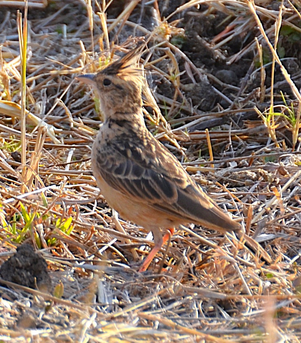 Tawny Lark - ML642050271