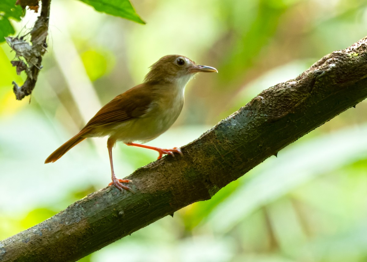 Ferruginous Babbler - ML642050275