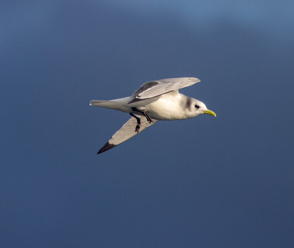 Black-legged Kittiwake - ML642050276