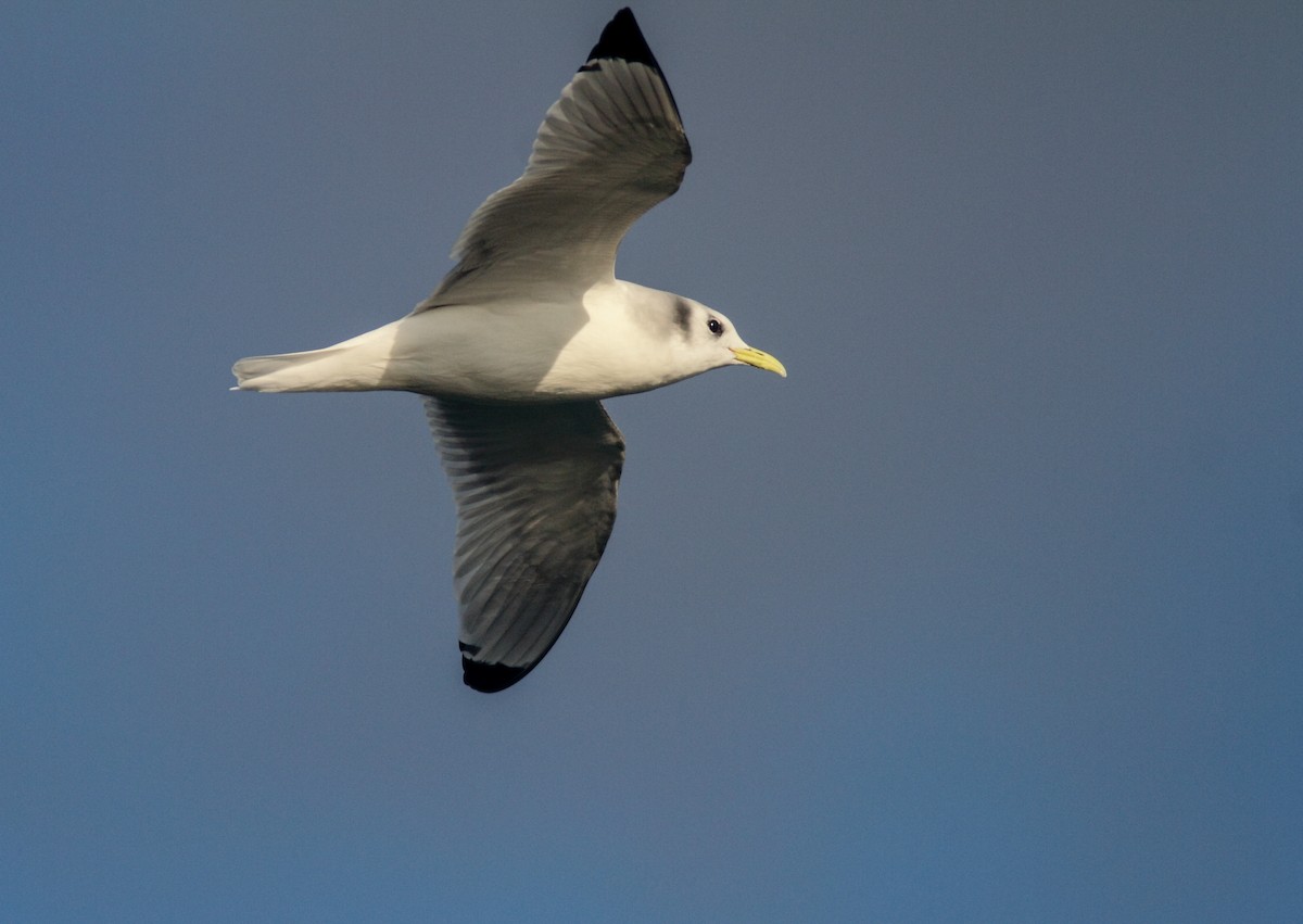 Black-legged Kittiwake - ML642050279