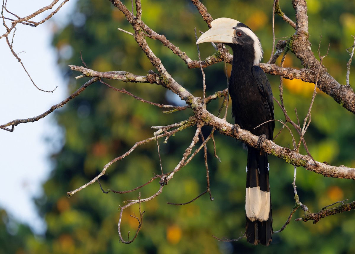 Black Hornbill - ML642050281