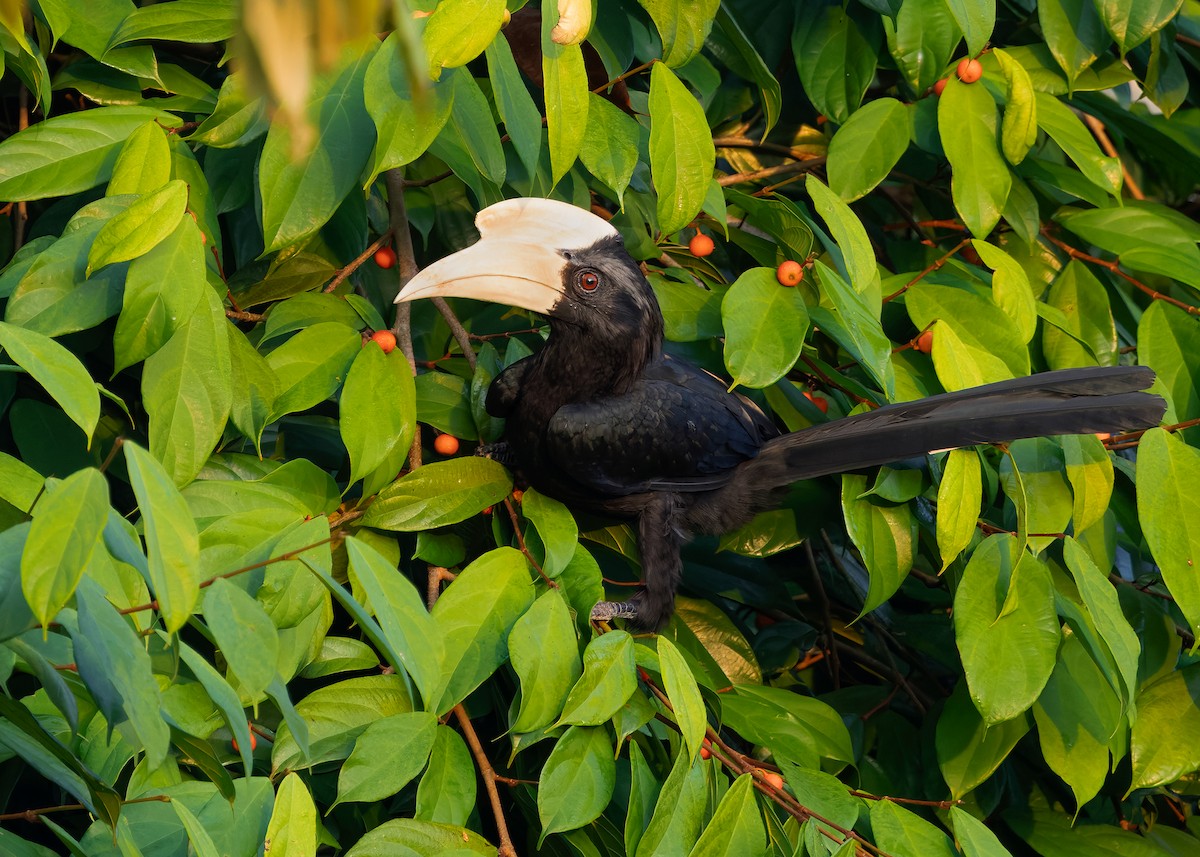 Black Hornbill - ML642050282
