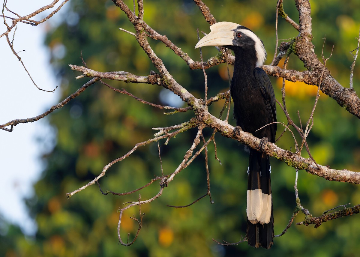 Black Hornbill - ML642050283