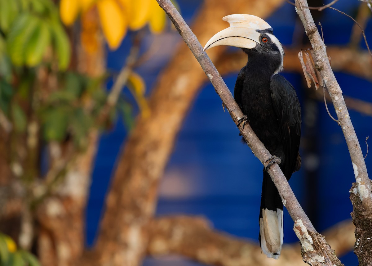 Black Hornbill - ML642050284