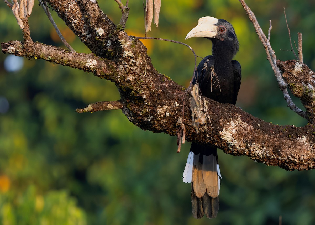 Black Hornbill - ML642050285