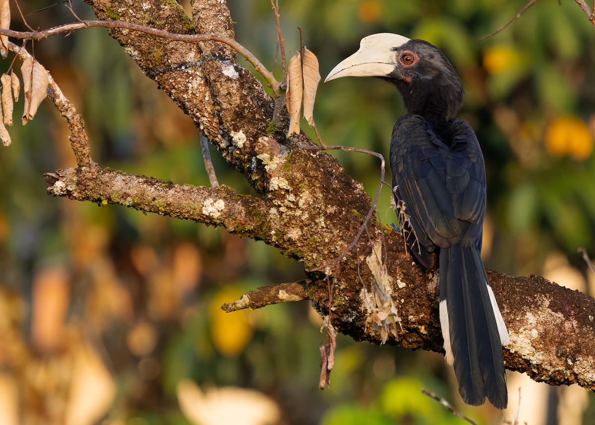 Black Hornbill - ML642050286