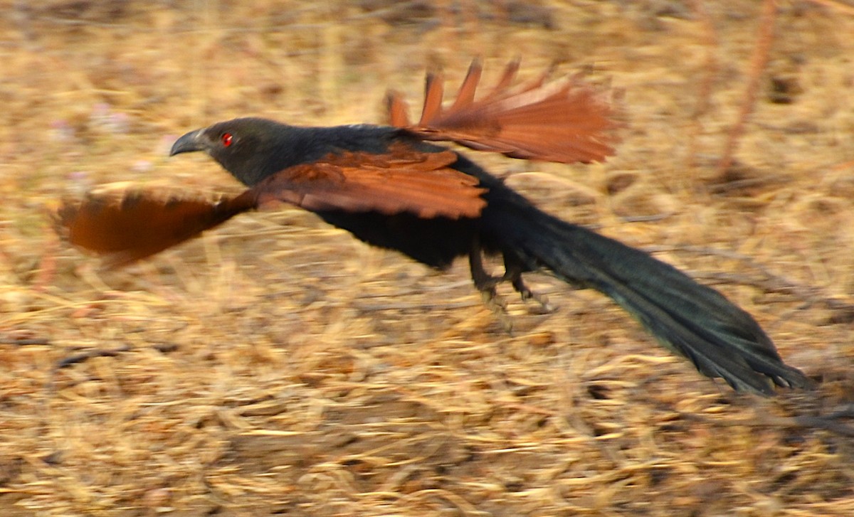 Greater Coucal - ML642050287