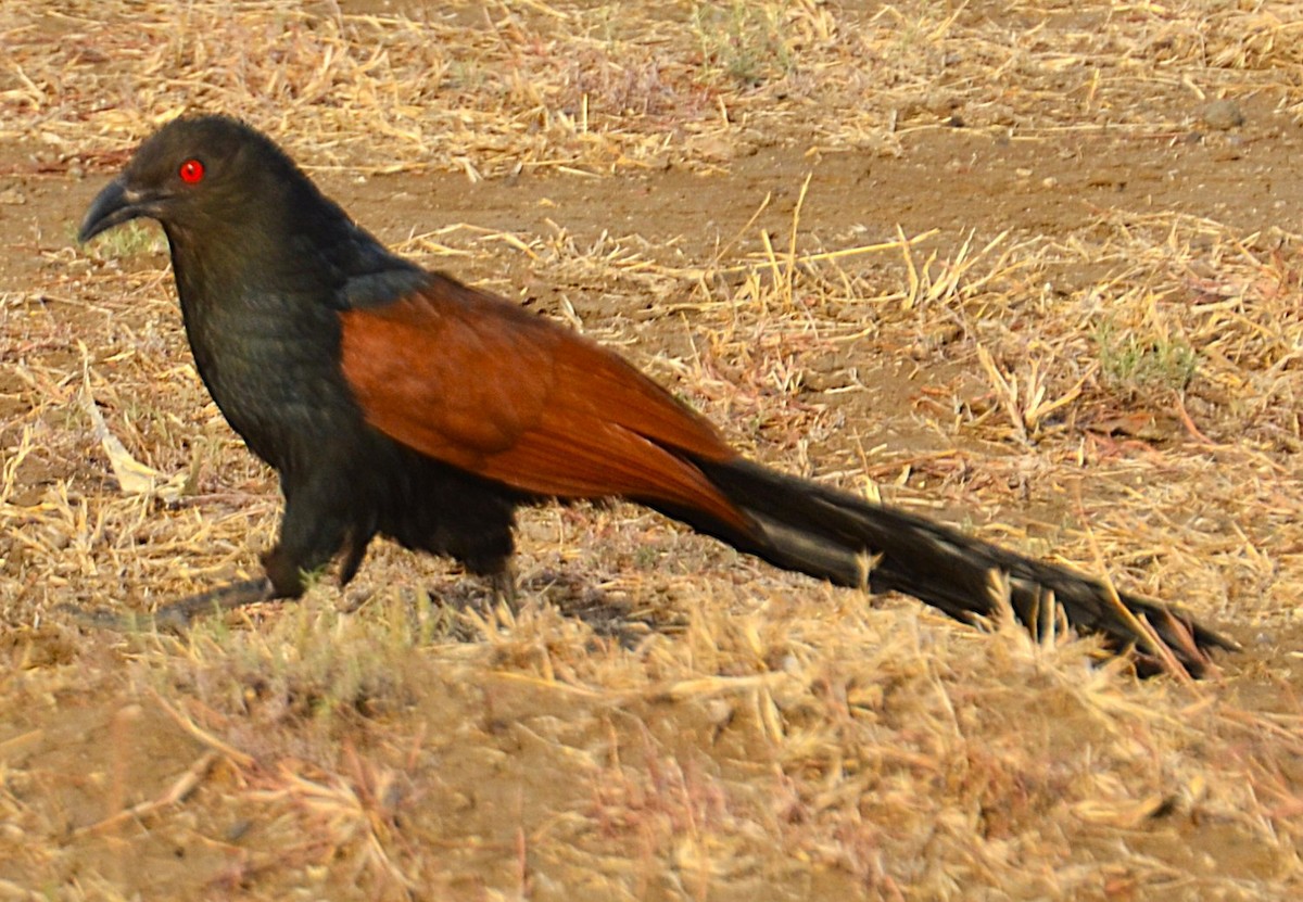 Greater Coucal - ML642050288
