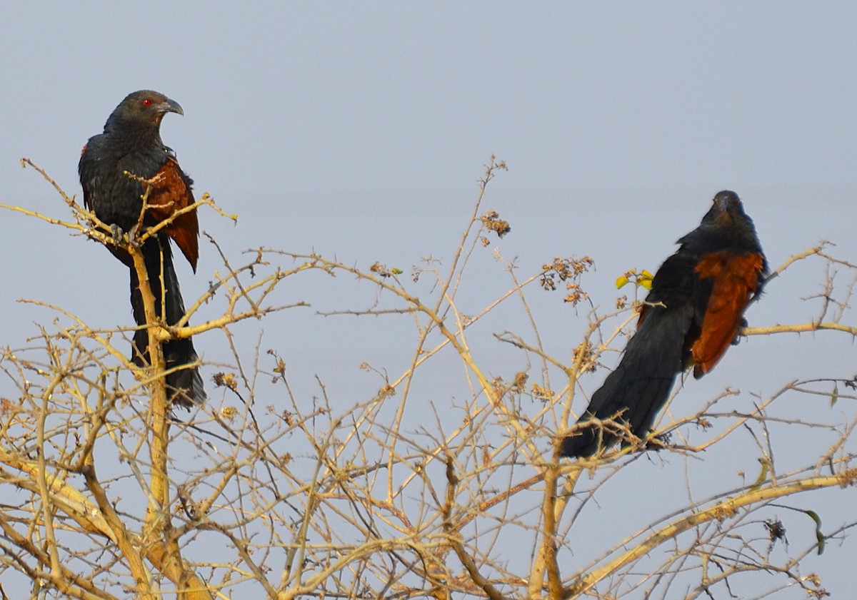 Greater Coucal - ML642050289