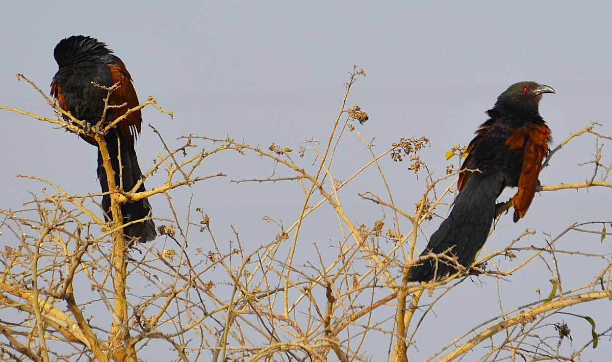 Greater Coucal - ML642050290