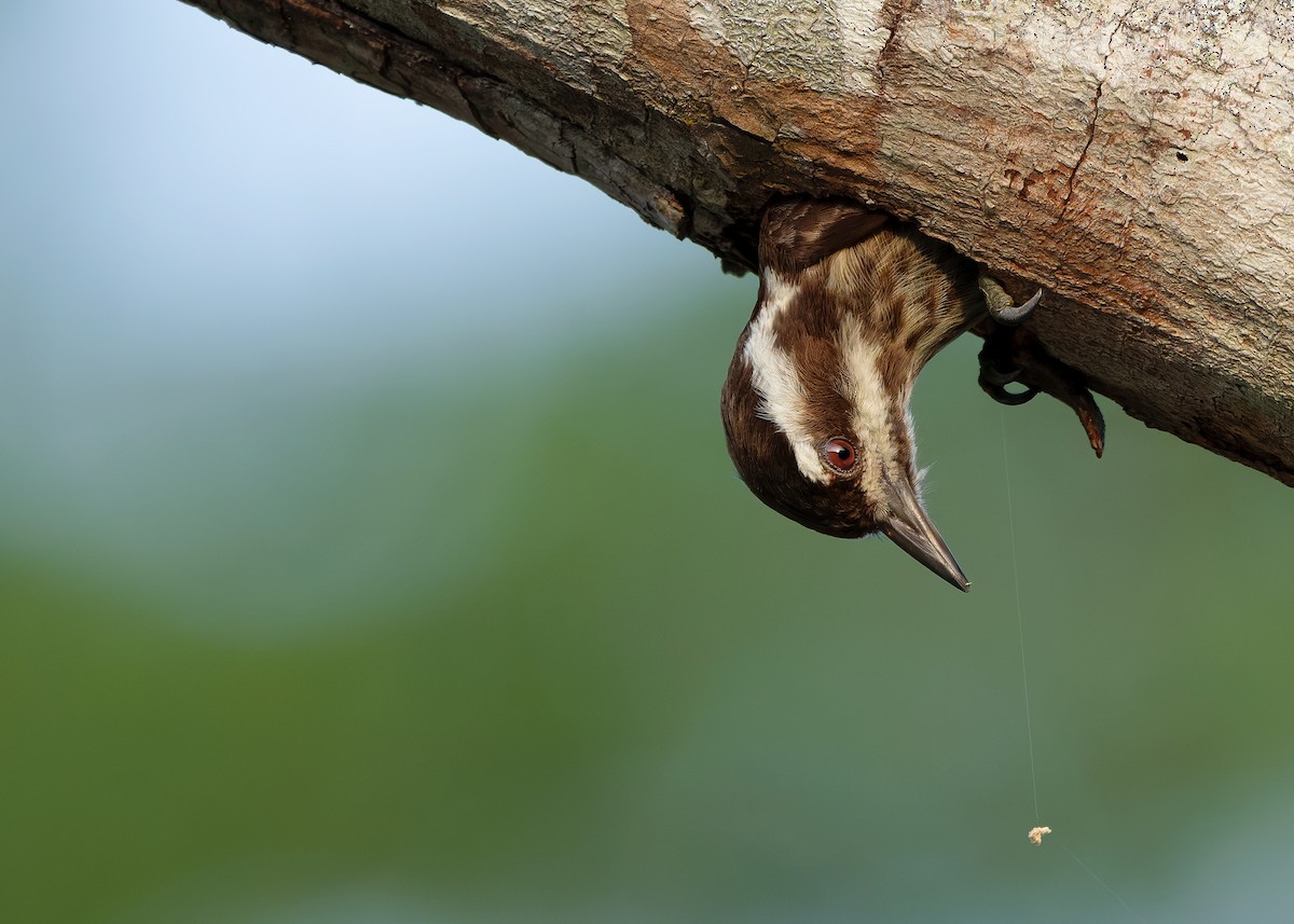 Sunda Pygmy Woodpecker - ML642050291