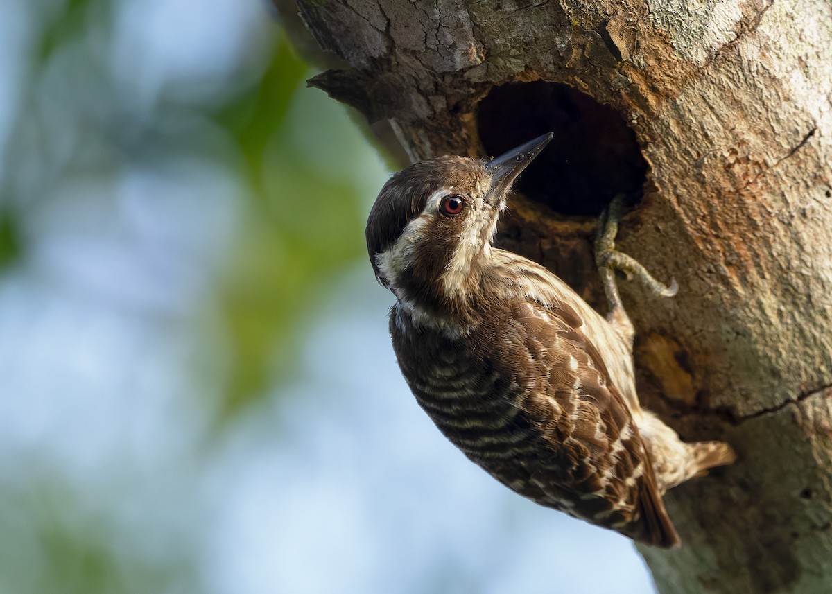 Sunda Pygmy Woodpecker - ML642050292