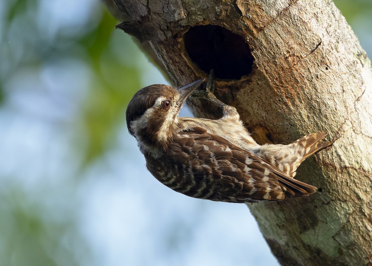 Sunda Pygmy Woodpecker - ML642050293