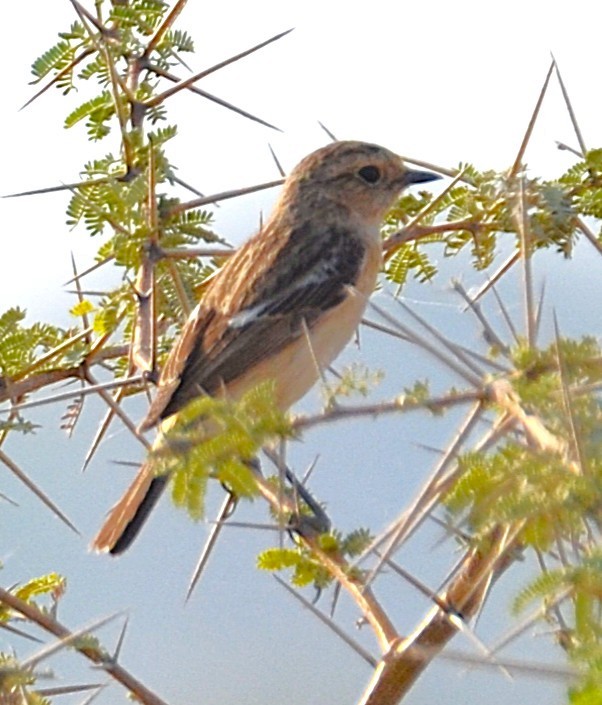 Tarabilla Siberiana - ML642050295