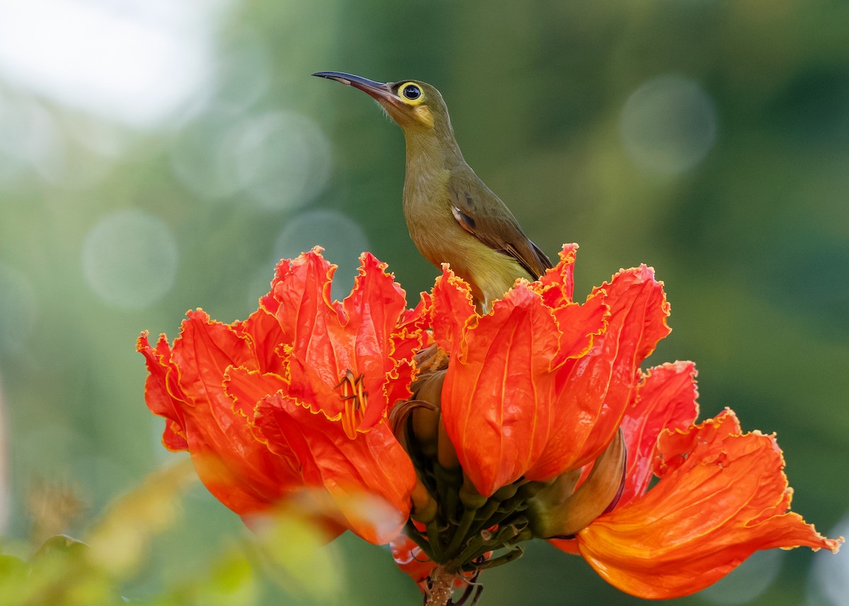 Spectacled Spiderhunter - ML642050296