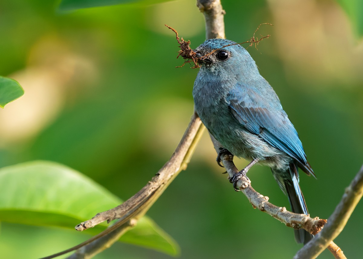 Verditer Flycatcher - ML642050298