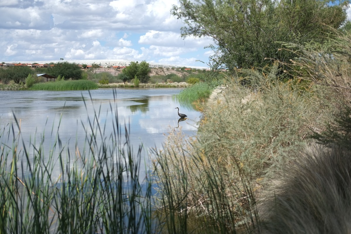 Great Blue Heron - ML642050299
