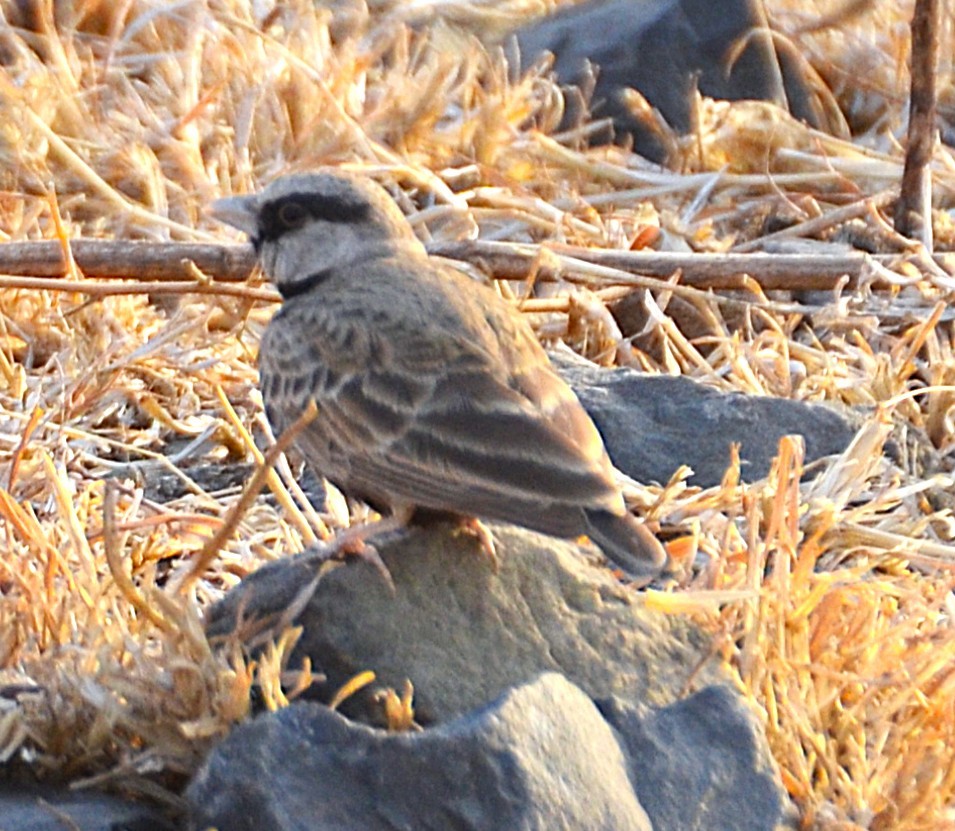 Terrera Coronigrís - ML642050319