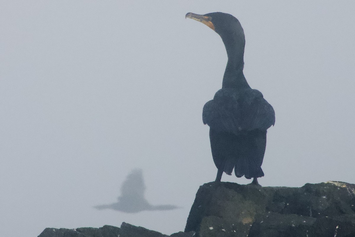 Cormorán Pelágico - ML642050334