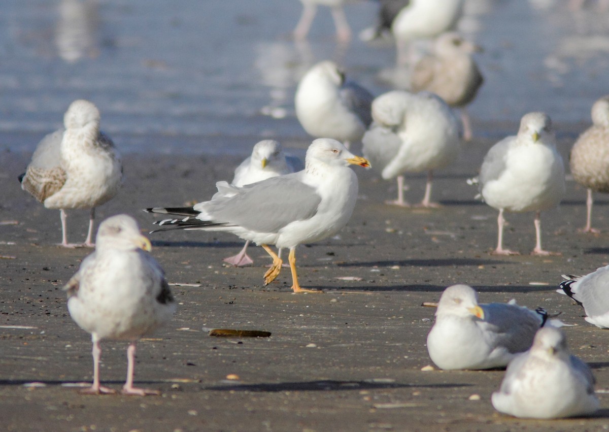 Yellow-legged Gull - ML642050342