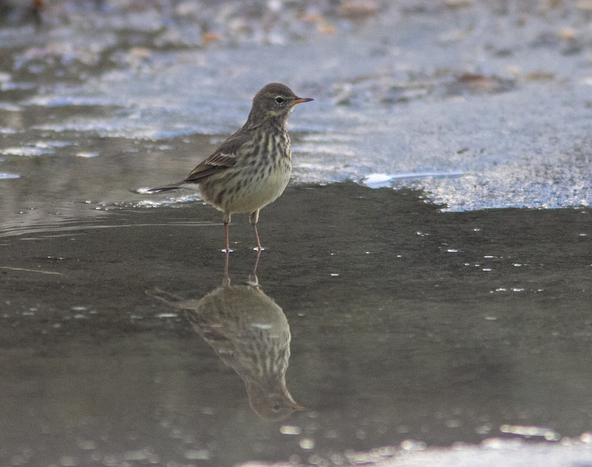 Rock Pipit - ML642050346