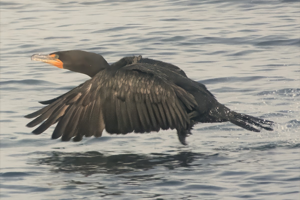 Cormorán Pelágico - ML642050348