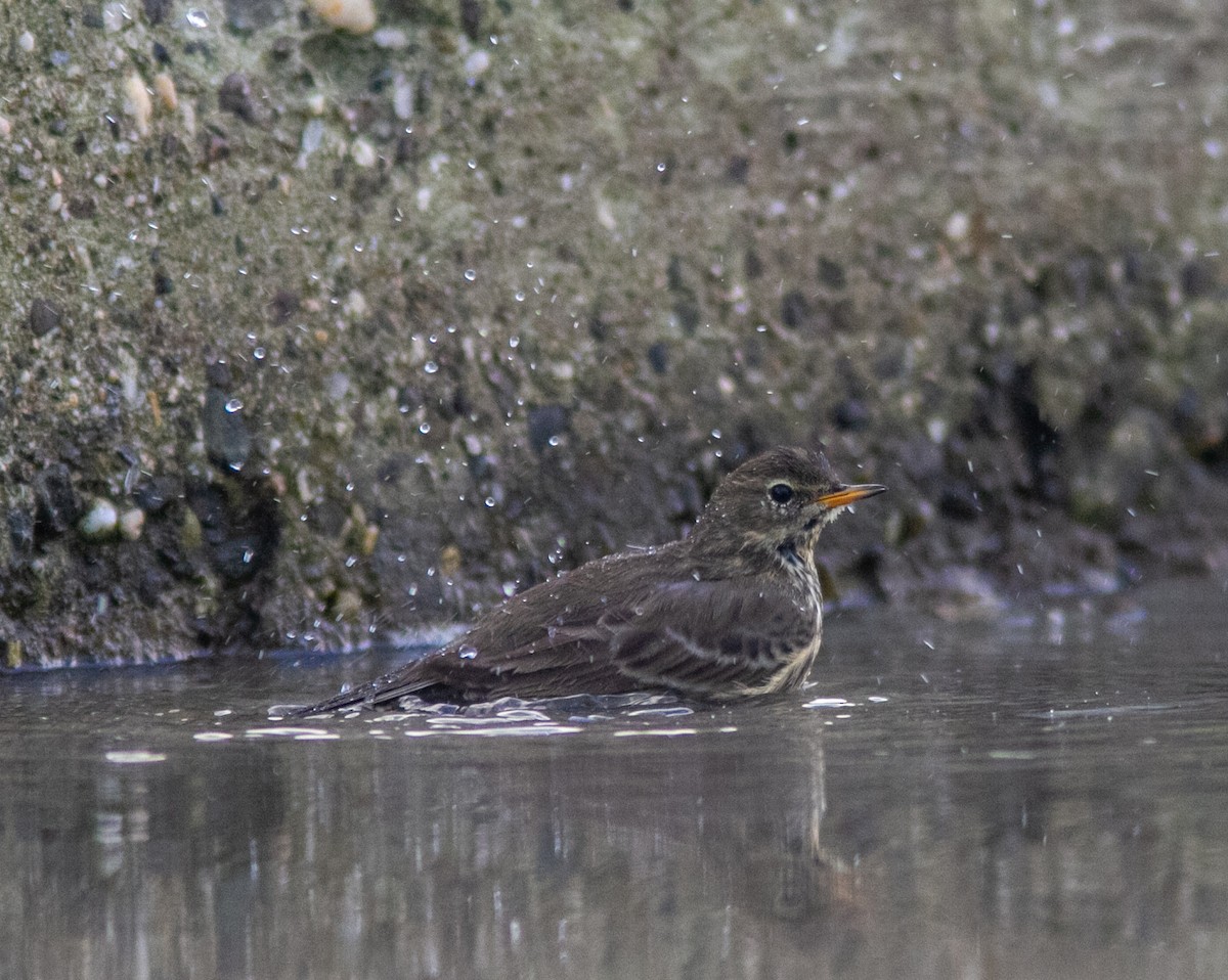 Rock Pipit - ML642050349