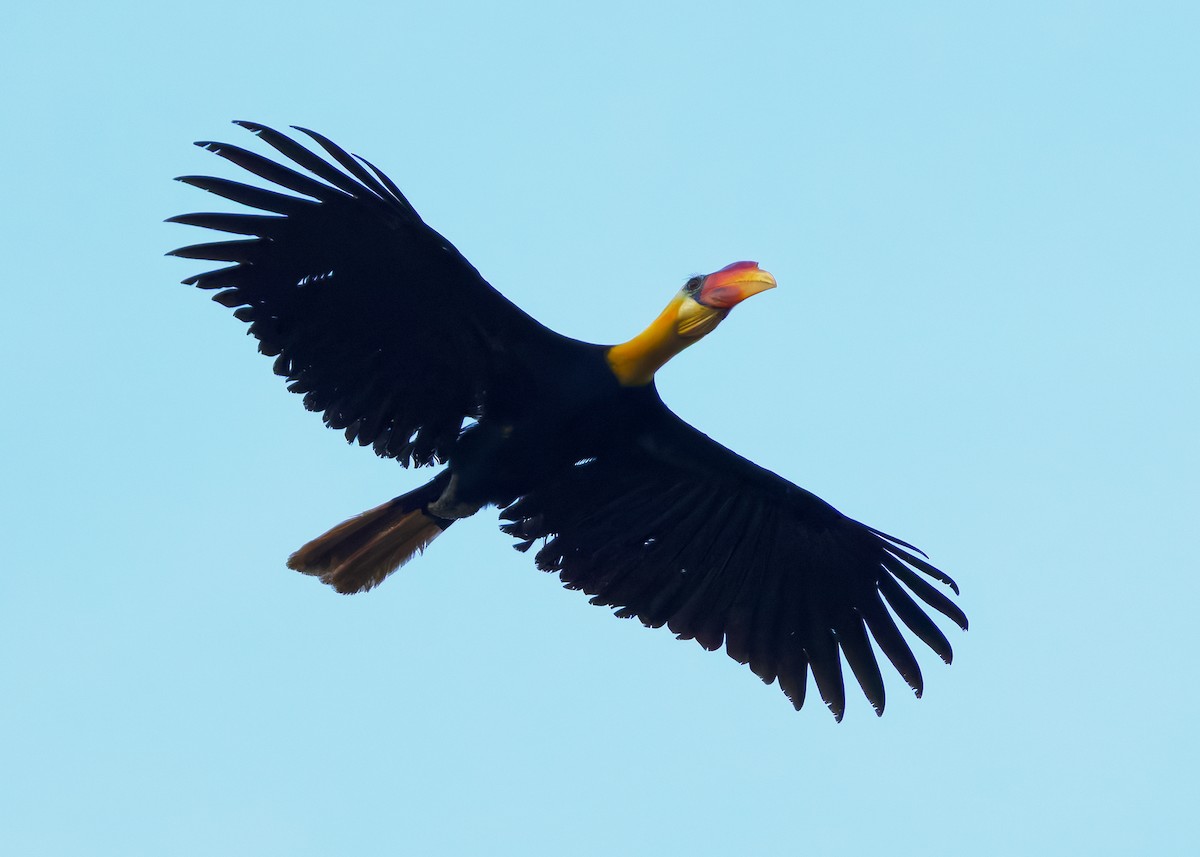 Wrinkled Hornbill - ML642050352