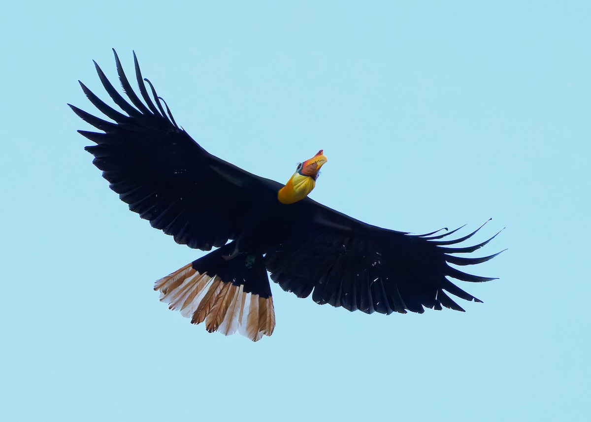 Wrinkled Hornbill - ML642050353