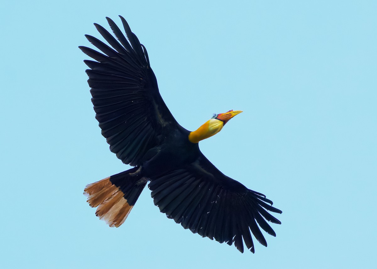 Wrinkled Hornbill - ML642050354